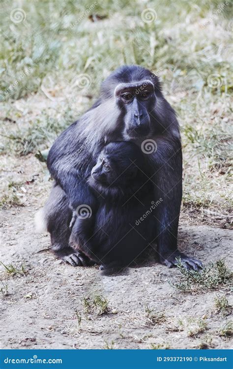 Cute Baby Tonkean Macaque Monkey with Its Mother Stock Photo - Image of ...