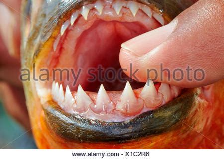 RED-BELLIED PIRANHA teeth Stock Photo: 7260884 - Alamy