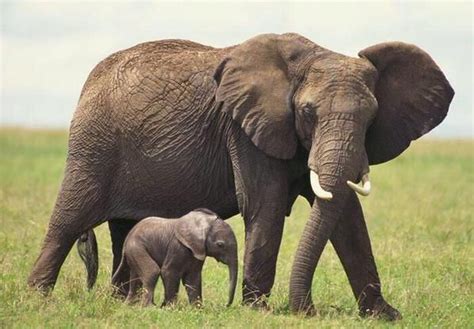 Pin by Jamii Neubauer on Beautiful (With images) | Elephant, African elephant, Most endangered ...