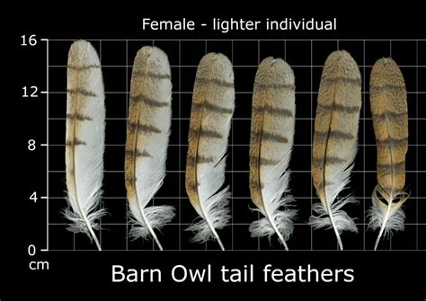 56 Top Images Barn Owl Tail / Leather Feathers Red Tail And Barn Owl By Windfalcon On Deviantart ...