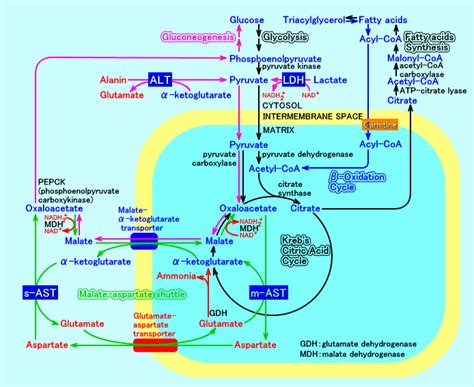 malate aspartate shuttle