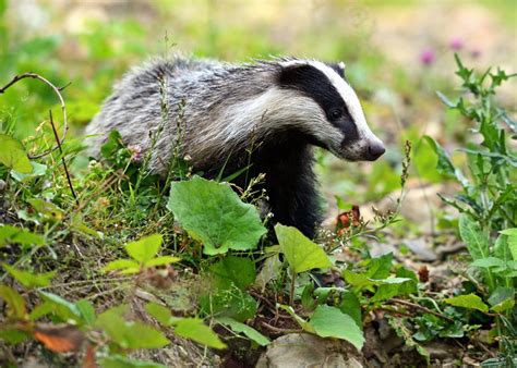 Badger cull to be extended to Wales after figures show rise in TB cases ...