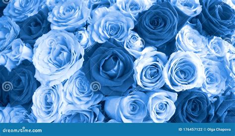 Details 100 blue rose background - Abzlocal.mx