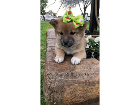 3 beautiful females Shiba Inu puppies for sale Sacramento - Puppies for ...