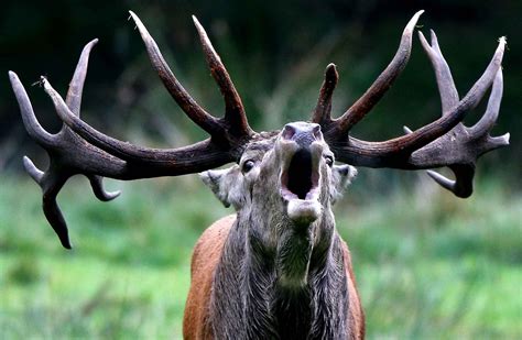 Un cerf brame dans le parc national d'Eekholt à Grossenaspe en ...