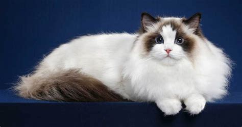 Are Ragdoll Cats Hypoallergenic? | Ragdoll Guide