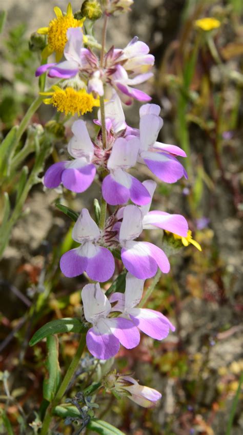 Carrizo Plain Superbloom — California Center for Natural History