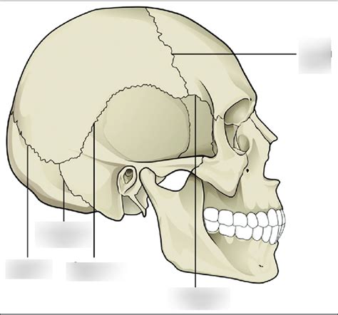 Skull Suture Diagram | Quizlet