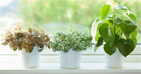 7 Common Houseplants Airpurifying Indoor Plants