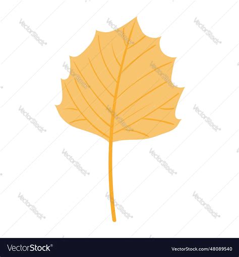 Aspen tree leaf in autumn hand drawn Royalty Free Vector