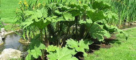 Giant rhubarb | Environment Canterbury