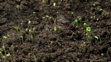 Plants Growing Time Lapse Stock Footage Video (100% Royalty-free) 26105255 | Shutterstock