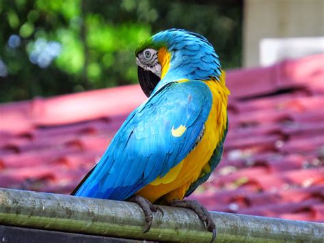 amateurnithologist: Blue and Yellow Macaw