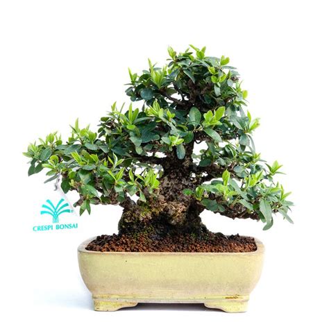 Firethorn Bonsai (Pyracantha) - 16×13 cm - Japan - Catawiki