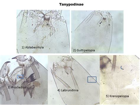 Chironomid identification: Figures