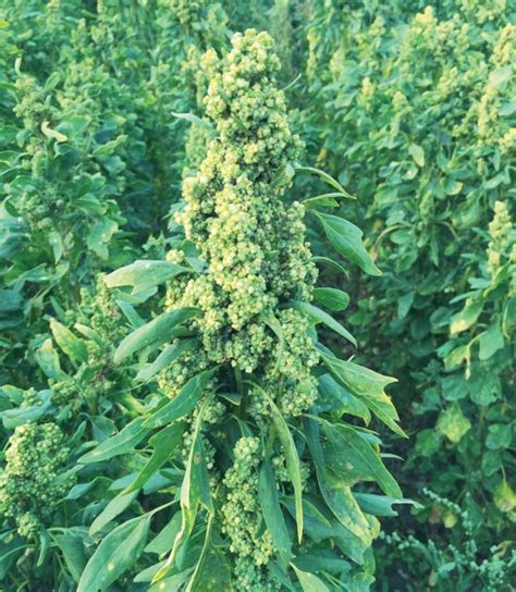 Quinoa a profitable rotation crop - Grainews