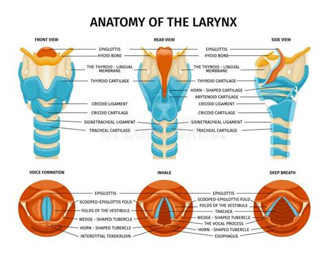 Larynx Inhale Anatomy Composition Stock Vector - Illustration of chest, breath: 272174138