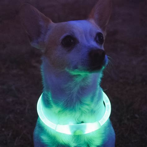 Halo Collar - Green LED Dog Collar | Halo Dog