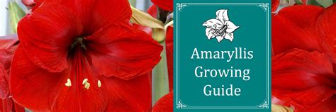 Amaryllis Growing Guide - Sugar Creek Gardens