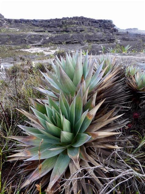 Venezuela: Mt Roraima – Bromeliad Plants on Mt Roraima – Travel2Unlimited