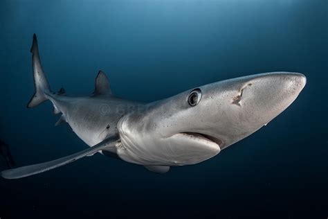 Greg Lecoeur Underwater and Wildlife Photography | Blue shark from cape point, South Africa