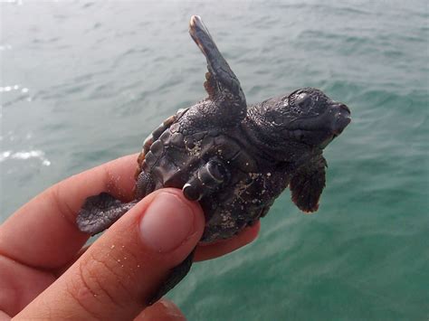 Acoustic tags track 'frenzy swimming' in baby sea turtles | Science | AAAS