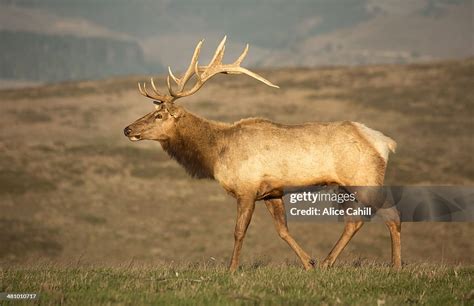 Tule Elk Bull Side View With Full Rack Of Antlers High-Res Stock Photo - Getty Images