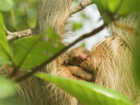 A Baby Sloth Sleeps On Its Mother Photograph by Lacey Ann Johnson ...