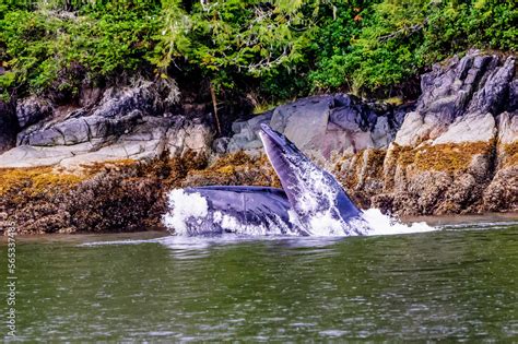 Humpback whale feeding Stock Photo | Adobe Stock