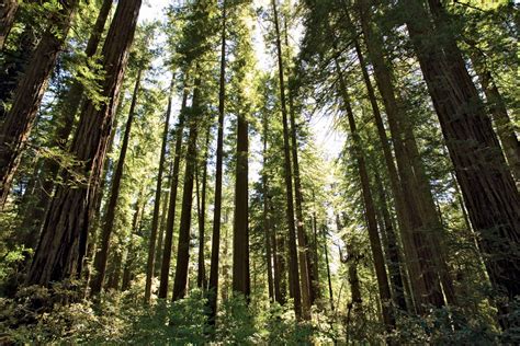 Redwood National Park | Hiking, Wildlife, Old-Growth Forests | Britannica