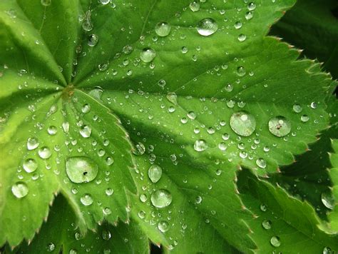 Free photo: Dew on Plants - Droplets, Drops, Green - Free Download - Jooinn