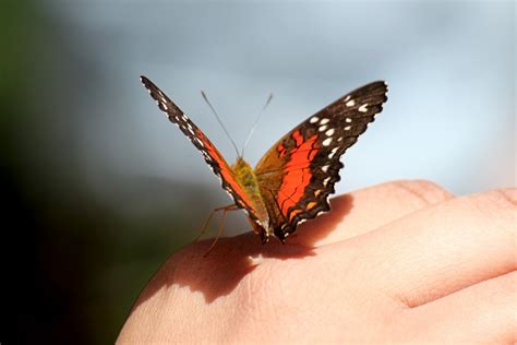 butterfly-on-hand | Bereaved Families of Ontario – Kingston Region