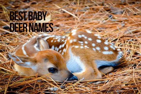 Deer Names 296+ Best & Top & Cute Ideas - PetShoper