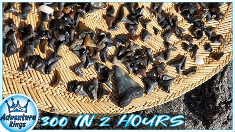 Venice Beach Florida | 300 SHARK TEETH in 2 HOURS!!! - YouTube