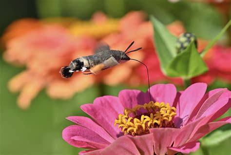 Butterfly Hummingbird Hawk Moth - Free photo on Pixabay - Pixabay