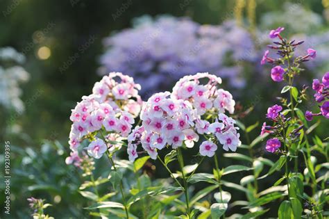 Phlox flowers. Stock Photo | Adobe Stock