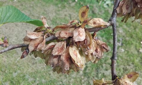 Eating elm seeds | Of Plums and Pignuts