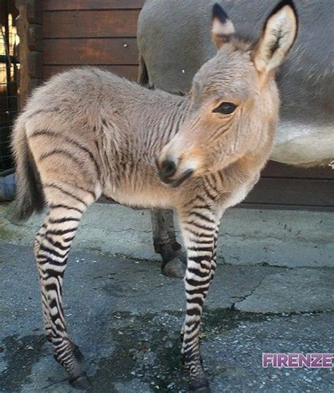 Ippo zonkey | Baby animals, Zonkey, Animals