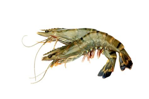 Giant tiger prawn: Characteristics, breeding, recipes and more...