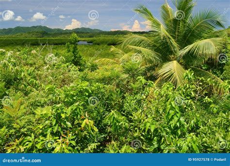 Philippine Nature - Mangroves Stock Photo - Image of meditation ...