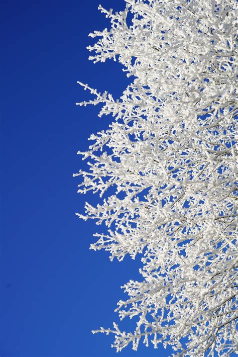 Free Images : tree, water, branch, blossom, cold, cloud, sky, white, frost, daytime, ice, frozen ...
