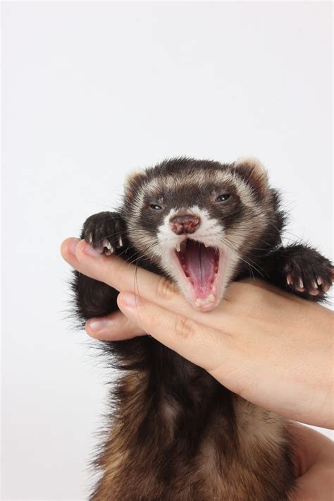 451 Cute Ferret Name Ideas – The Modern Ferret