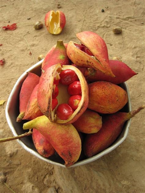 TABACOUMBA | Fruit, Delicious fruit, Exotic food