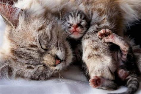 Kitten Development! Learn About Newborn Kitten Development