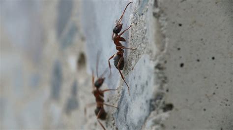 How to Get Rid of Ants in Walls: A Complete Guide - Pest Samurai