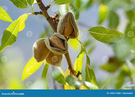 Ripe Almonds Nuts on Almond Tree Ready To Harvest Stock Photo - Image of leaves, brown: 158517608