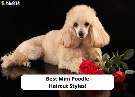 14 Best Mini Poodle Haircut Styles! (2023) - We Love Doodles