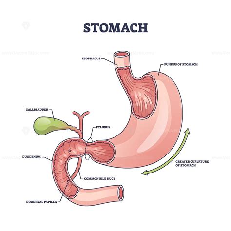 Stomach Diagram