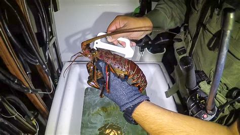 Spiny Lobster Season Ready to Kick Off | Westernbass.com