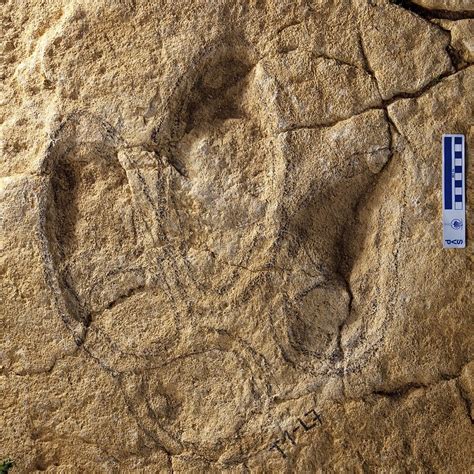 Fossil dinosaur footprint - Stock Image - C016/2933 - Science Photo Library